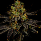 π Gelato Seeds (100% off)